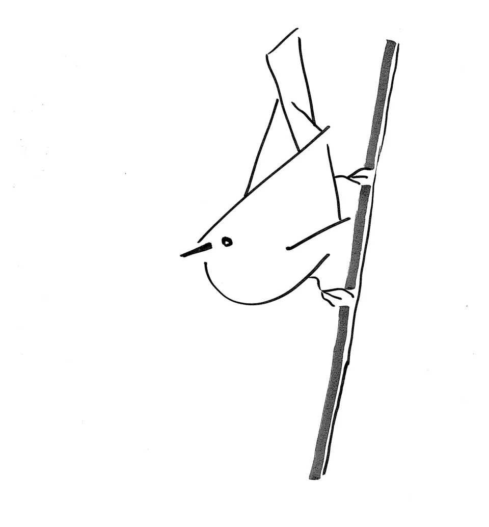 Reed warbler, © Sandrine Coppola 2025